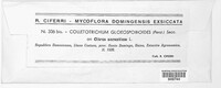 Colletotrichum gloeosporioides image